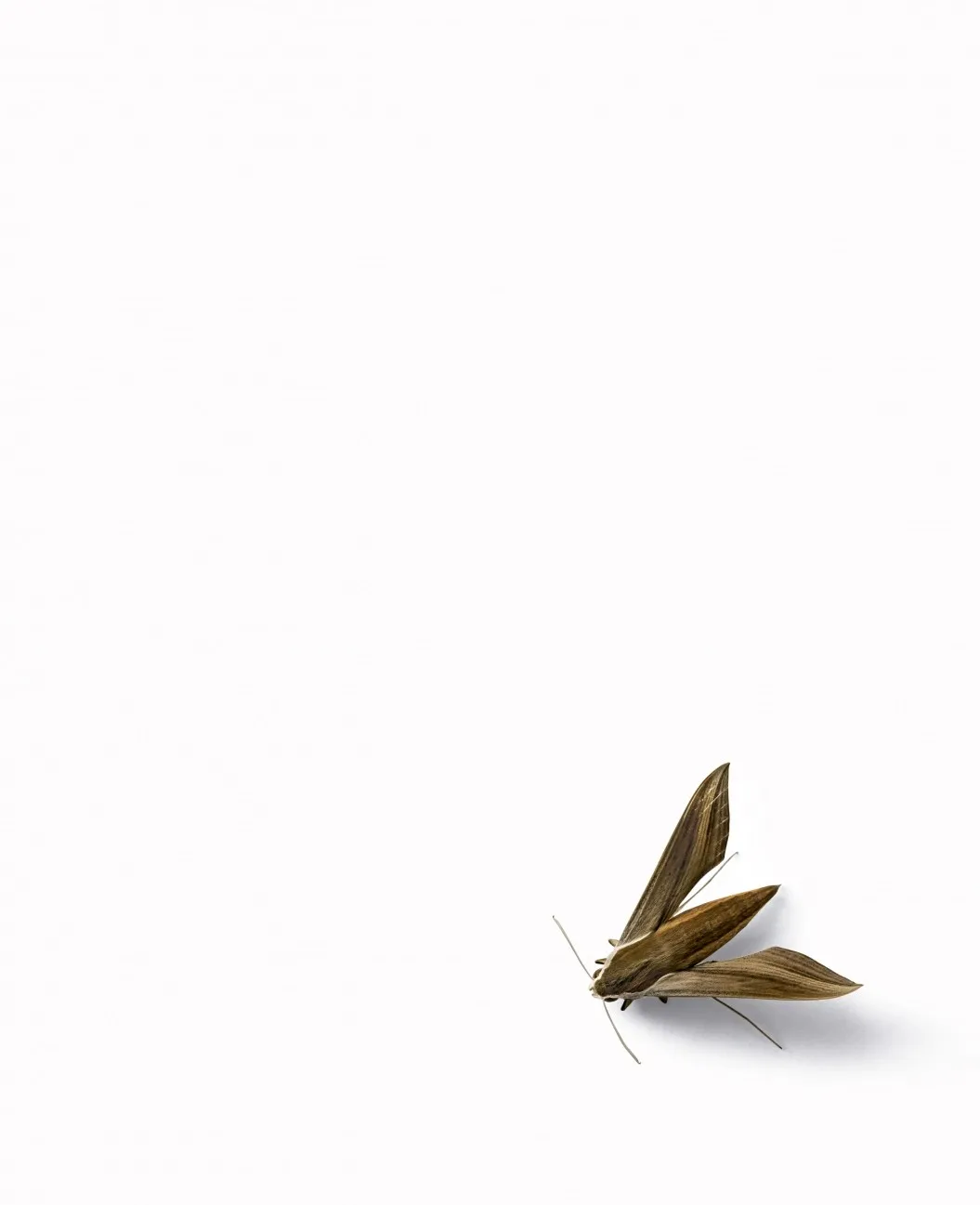 Efrain Almeida Efrain Almeida